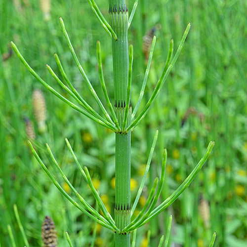 Schlamm-Schachtelhalm / Equisetum fluviatile